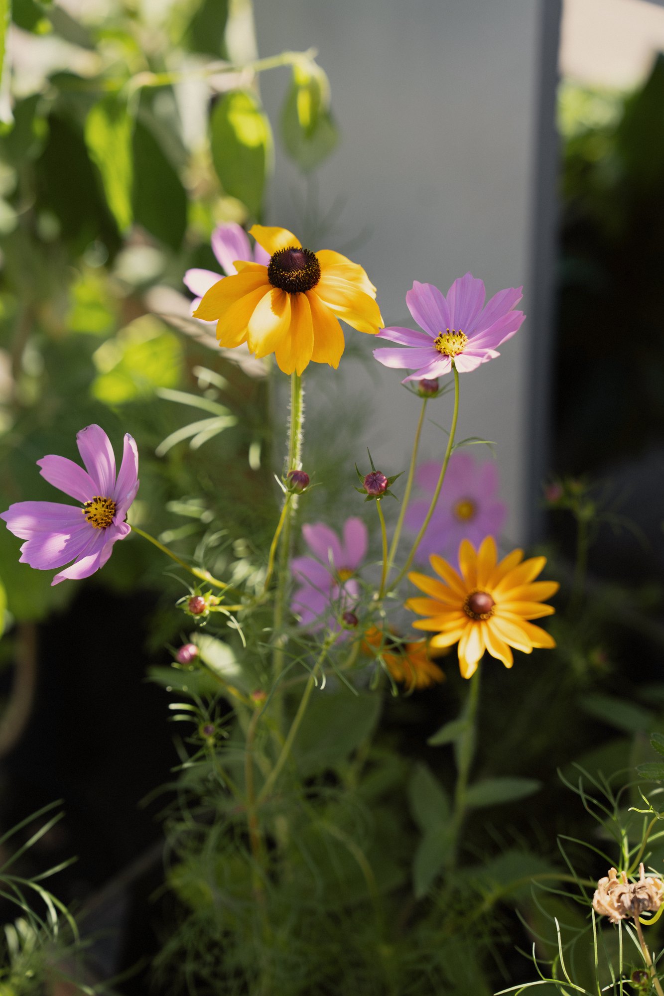 Eetbare bloemen