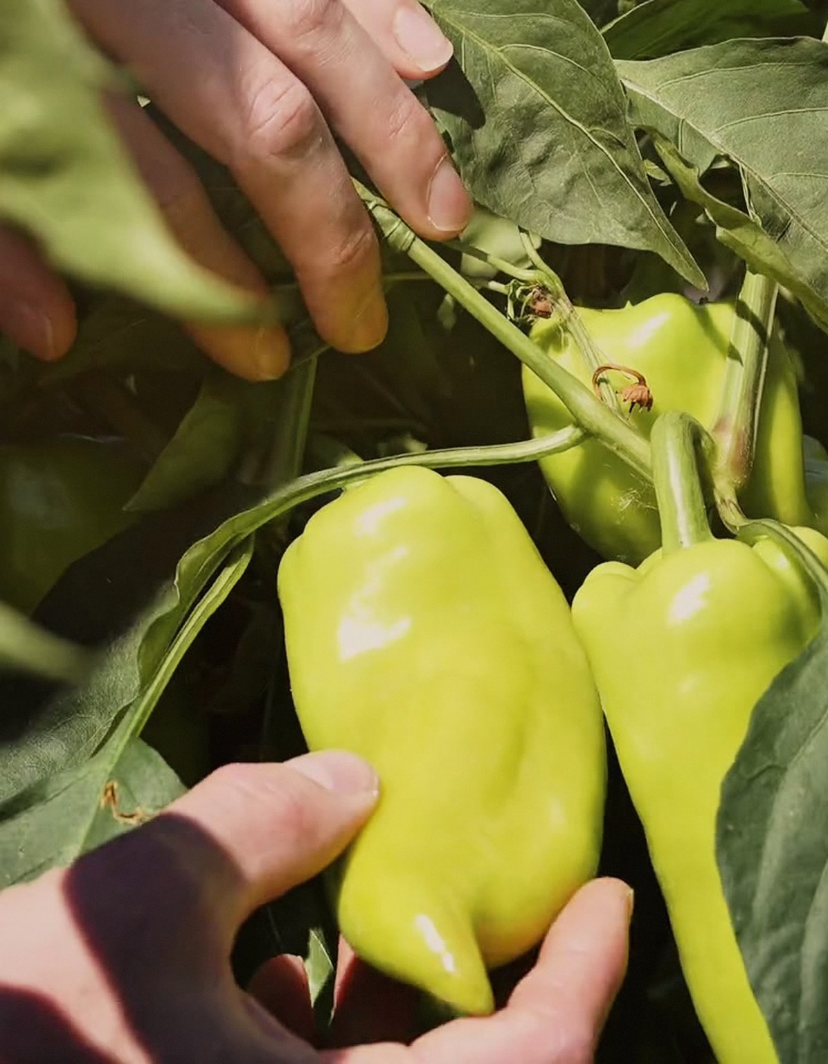 Paprika's met de hand geoogst