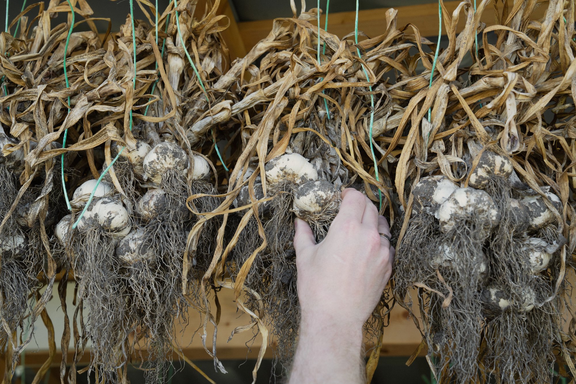 Drogende knoflook