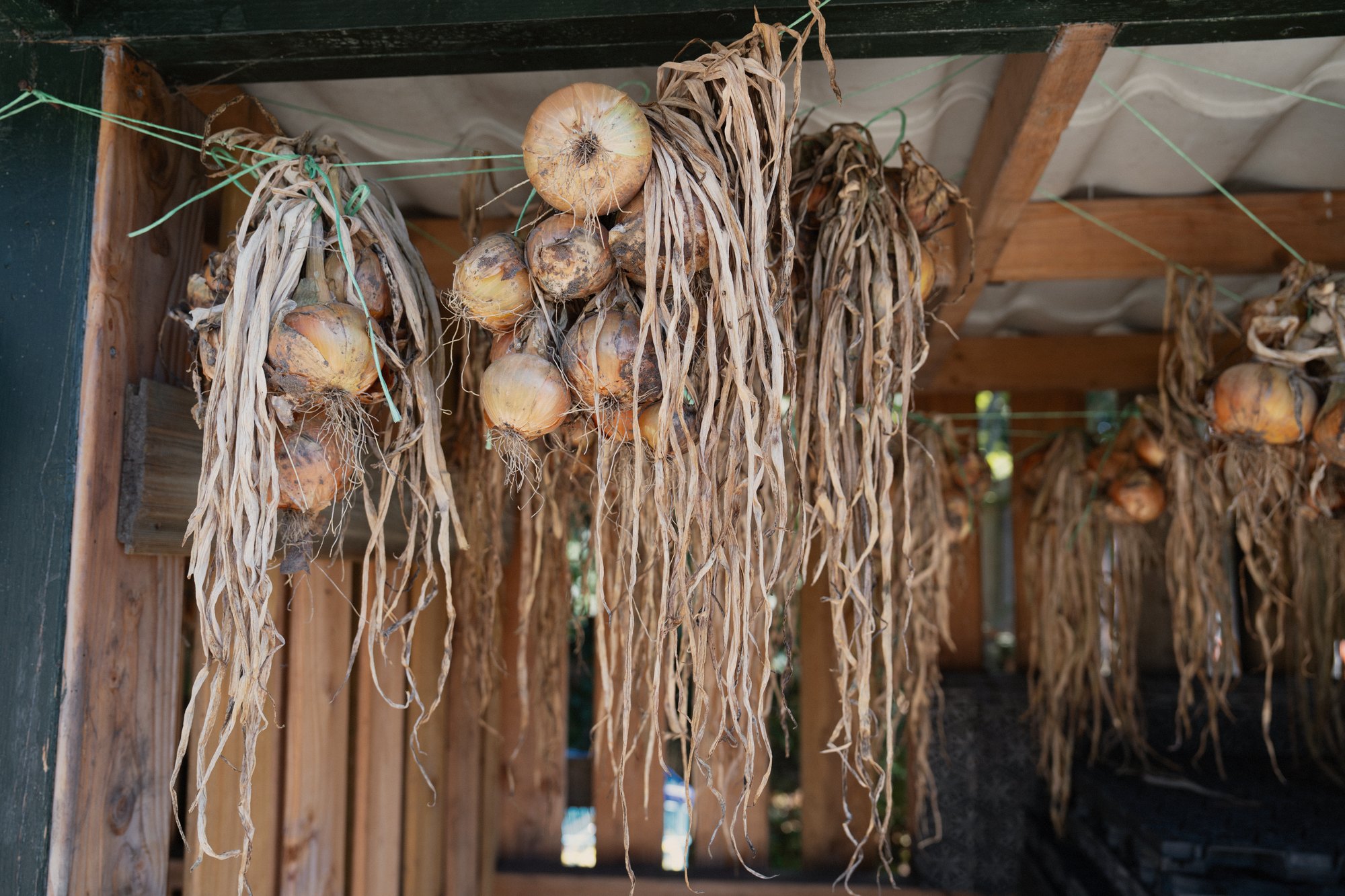Uien uit de moestuin